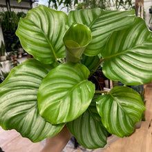 Kép betöltése a galériamegjelenítőbe: Calathea orbifolia - Zebralevél
