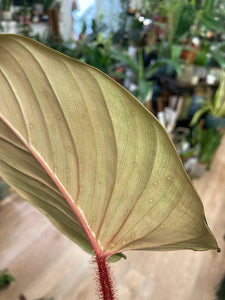 Philodendron squamicaule "Red"