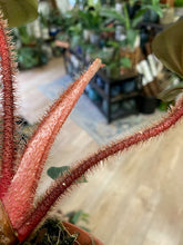 Kép betöltése a galériamegjelenítőbe: Philodendron squamicaule &quot;Red&quot;
