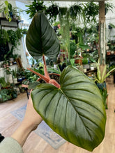 Kép betöltése a galériamegjelenítőbe: Philodendron squamicaule &quot;Red&quot;
