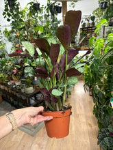 Kép betöltése a galériamegjelenítőbe: Ctenanthe burle-marxii "Amagris" 14cm
