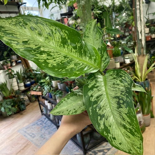 Dieffenbachia 