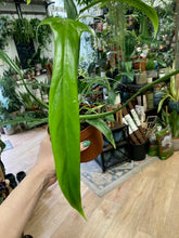 Kép betöltése a galériamegjelenítőbe: Philodendron holtonianum
