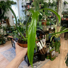 Kép betöltése a galériamegjelenítőbe: Philodendron holtonianum
