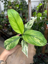 Kép betöltése a galériamegjelenítőbe: Spathiphyllum 'Sensation' variegated 6cm  - Vitorlavirág tarka
