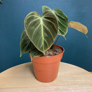 Philodendron "El choco red" - Tropical Home 