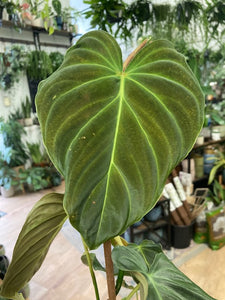 Philodendron "Splendid"
