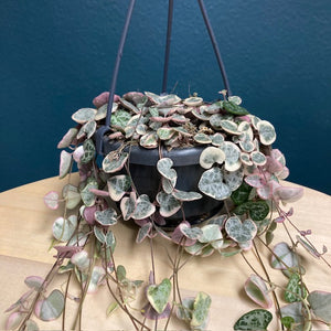 Ceropegia woodii variegata - Ámpolna gyertyavirág - String of hearts - Tropical Home 