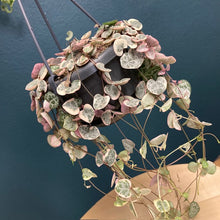 Kép betöltése a galériamegjelenítőbe: Ceropegia woodii variegata - Ámpolna gyertyavirág - String of hearts - Tropical Home 
