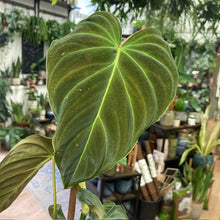 Kép betöltése a galériamegjelenítőbe: Philodendron &quot;Splendid&quot;
