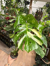 Kép betöltése a galériamegjelenítőbe: Monstera deliciosa “Thai constellation" csomag
