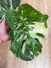 Kép betöltése a galériamegjelenítőbe: Monstera deliciosa “Thai constellation" csomag
