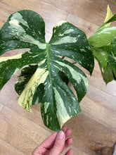 Kép betöltése a galériamegjelenítőbe: Monstera deliciosa “Thai constellation" csomag
