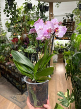 Kép betöltése a galériamegjelenítőbe: Phalaenopsis rózsaszín 12cm
