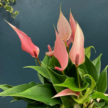 Kép betöltése a galériamegjelenítőbe: Anthurium andreanum &quot;Lilli&quot; - Tropical Home 
