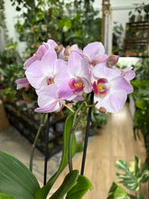 Kép betöltése a galériamegjelenítőbe: Phalaenopsis rózsaszín 12cm
