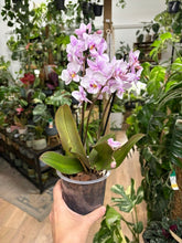 Kép betöltése a galériamegjelenítőbe: Phalaenopsis multiflora fehér-lila  12cm
