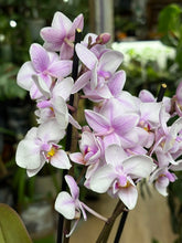 Kép betöltése a galériamegjelenítőbe: Phalaenopsis multiflora fehér-lila  12cm
