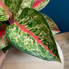 Kép betöltése a galériamegjelenítőbe: Aglaonema &quot;Paradise red&quot; - Rákvirág - Chinese Evergreen - Tropical Home 
