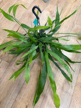 Kép betöltése a galériamegjelenítőbe: Epiphyllum pumilum - akasztós cserépben
