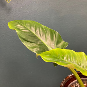 Philodendron subhastatum - Tropical Home 