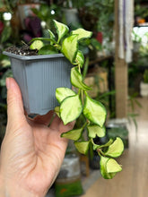 Kép betöltése a galériamegjelenítőbe: Hoya heuschkeliana variegata 8cm
