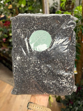 Kép betöltése a galériamegjelenítőbe: Monstera deliciosa “Thai constellation" csomag
