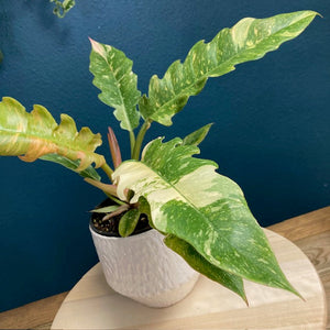 Philodendron "Ring of fire” - Tropical Home 