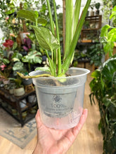 Kép betöltése a galériamegjelenítőbe: Monstera deliciosa “Thai constellation" csomag
