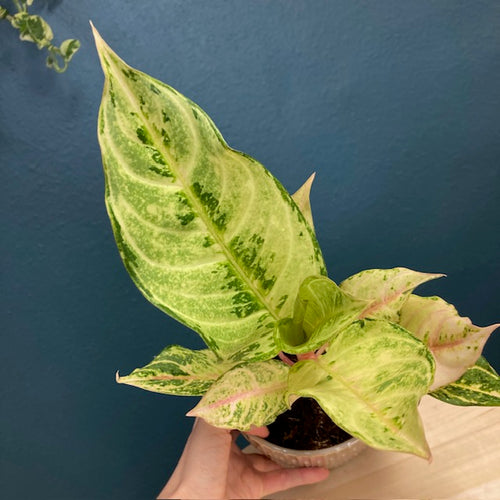 Aglaonema 