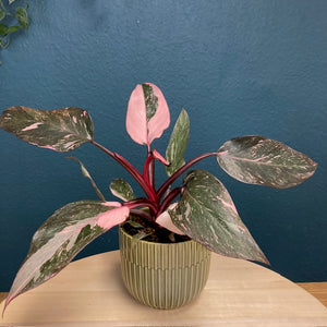 Philodendron "Pink princess marble" - Tropical Home 