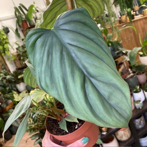 Philodendron sp. Colombia - Tropical Home 