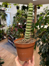 Kép betöltése a galériamegjelenítőbe: Eulychnia castanea "Spiralis" - Tropical Home 
