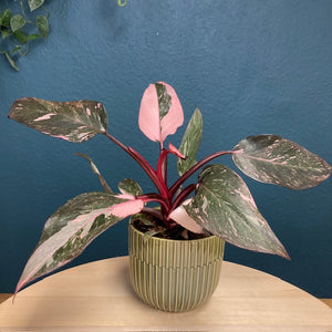 Philodendron "Pink princess marble" - Tropical Home 