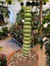 Kép betöltése a galériamegjelenítőbe: Eulychnia castanea "Spiralis" - Tropical Home 
