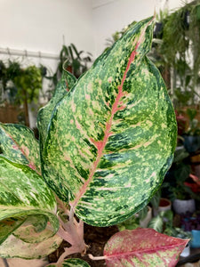 Aglaonema "Pistachio pink" - Rákvirág - Chinese Evergreen