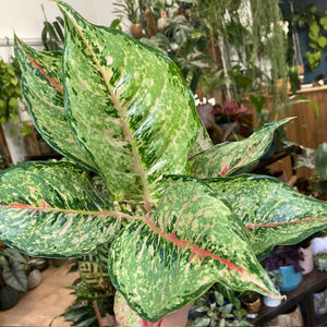 Aglaonema "Pistachio pink" - Rákvirág - Chinese Evergreen