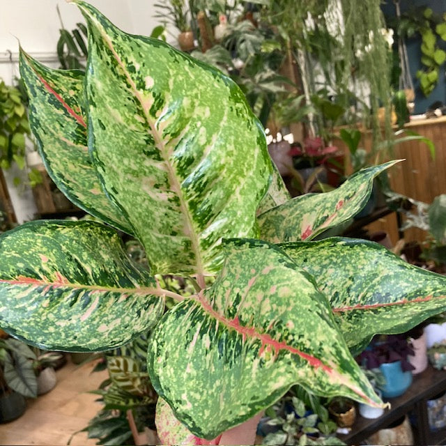 Aglaonema 