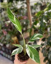 Kép betöltése a galériamegjelenítőbe: Musa spp. "Florida" - Variegated banana - Tropical Home 
