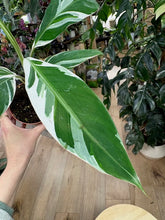 Kép betöltése a galériamegjelenítőbe: Musa spp. "Florida" - Variegated banana - Tropical Home 
