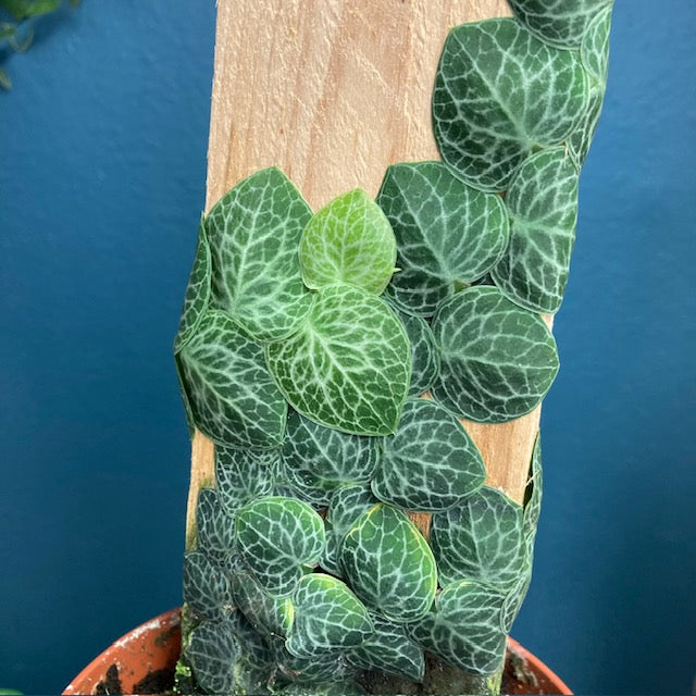 Rhaphidophora cryptantha - Tropical Home 