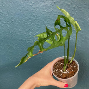 Monstera obliqua "Peru" 1. - Saját szaporítás