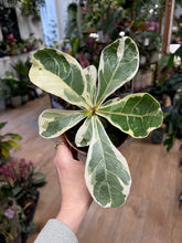 Kép betöltése a galériamegjelenítőbe: Ficus lyrata variegata - Lantlevelű fikusz -Fiddle leaf fig - Tropical Home 
