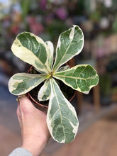 Kép betöltése a galériamegjelenítőbe: Ficus lyrata variegata - Lantlevelű fikusz -Fiddle leaf fig - Tropical Home 
