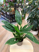 Kép betöltése a galériamegjelenítőbe: Spathiphyllum 'Diamond' variegated - Vitorlavirág tarka - Peace lily - Tropical Home 
