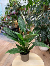Kép betöltése a galériamegjelenítőbe: Spathiphyllum 'Diamond' variegated - Vitorlavirág tarka - Peace lily - Tropical Home 
