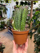 Kép betöltése a galériamegjelenítőbe: Stapelia gigantea - Dögvirág - Tropical Home 
