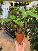 Kép betöltése a galériamegjelenítőbe: Pachira aquatica 9cm - Vadkakaó - Money tree plant - Tropical Home 

