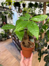 Kép betöltése a galériamegjelenítőbe: Pachira aquatica 9cm - Vadkakaó - Money tree plant - Tropical Home 
