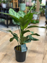 Kép betöltése a galériamegjelenítőbe: Aglaonema "Painted princess" - Rákvirág - Chinese Evergreen
